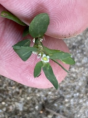 Polygonum aviculare depressum