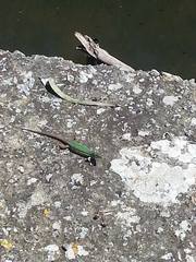 Podarcis waglerianus