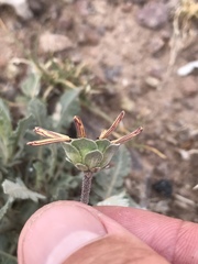 Berlandiera lyrata