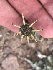 Berlandiera lyrata