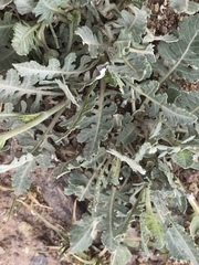 Berlandiera lyrata