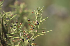 Koeberlinia spinosa