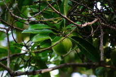 Diospyros nigra