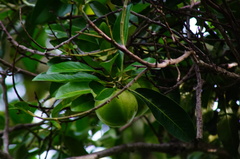 Diospyros nigra