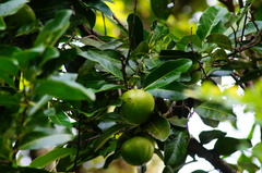 Diospyros nigra