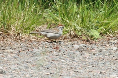 Spizella passerina passerina