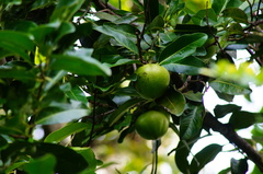 Diospyros nigra