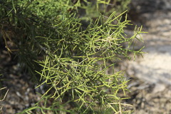 Koeberlinia spinosa
