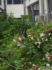 Papilio xuthus