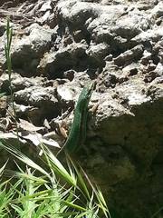 Podarcis waglerianus