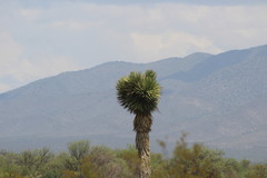 Yucca carnerosana