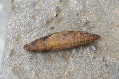Rhagastis albomarginata