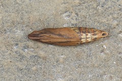 Rhagastis albomarginata