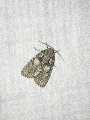Acronicta retardata