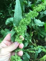 Rumex × confusus