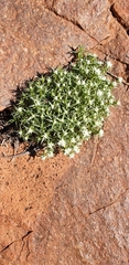 Scleranthus pungens