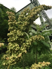 Rumex × confusus