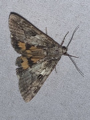 Catocala micronympha