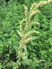 Rumex × confusus