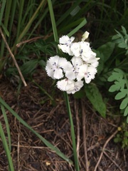 Dianthus caryophyllus