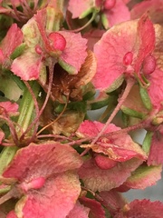 Rumex × confusus