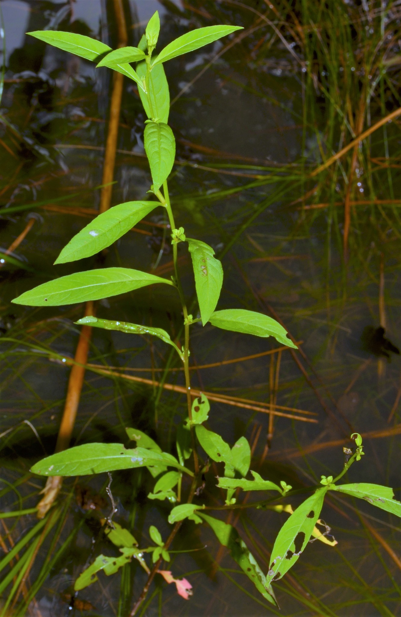 Ludwigia glandulosa