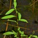 Ludwigia glandulosa - Photo (c) J. Richard Abbott, algunos derechos reservados (CC BY-NC), subido por J. Richard Abbott
