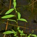 Cylindricfruit Primrose-Willow - Photo (c) J. Richard Abbott, some rights reserved (CC BY-NC), uploaded by J. Richard Abbott