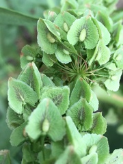 Rumex × confusus