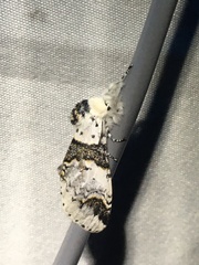 Furcula scolopendrina