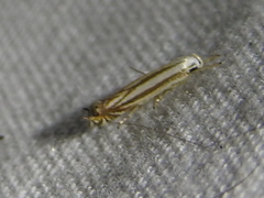 Polyhymno luteostrigella