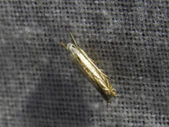 Polyhymno luteostrigella