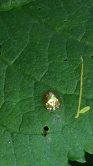 Charidotella succinea