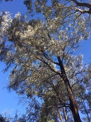 Acacia harpophylla