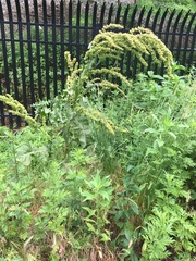 Rumex × confusus