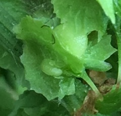 Rumex × confusus