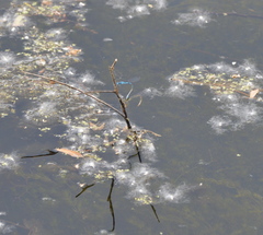 Enallagma geminatum