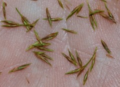 Rhynchospora inexpansa