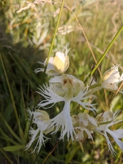Platanthera praeclara