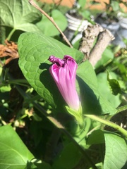 Ipomoea purpurea