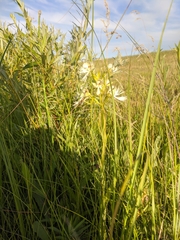 Platanthera praeclara