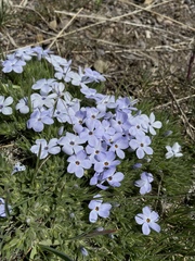 Phlox missoulensis