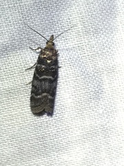 Ortholepis pasadamia