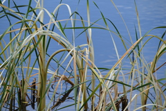 Leucorrhinia intacta