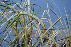 Leucorrhinia intacta