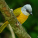 Gray-headed Tanager - Photo (c) Aralcal, some rights reserved (CC BY-SA)