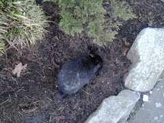 Oryctolagus cuniculus