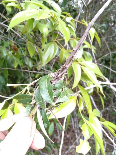 Cossinia australiana, photograph 5