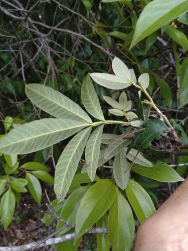 Cossinia australiana, photograph 4