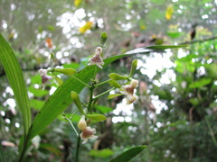 Epidendrum atroscriptum